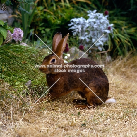 belgian hare in a garden