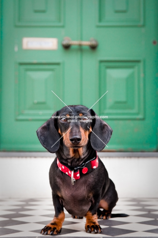 Dachshund sitting on a doorstep looking at the camera