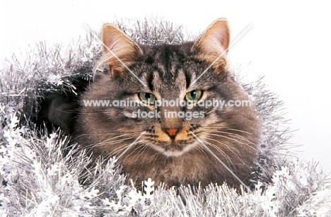 Norwegian Forest cat amongst tinsel