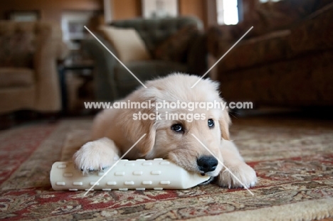 golden retriever puppy chewing on toy