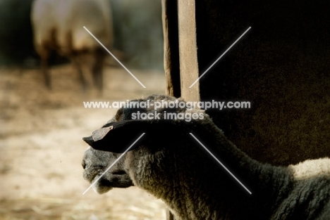 sheep looking out of stable