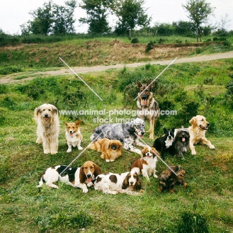 large group of trained dogs posing together before breaking away in photo AP-WXM8GT