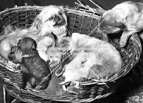 Siamese and Pekingese together with litter
