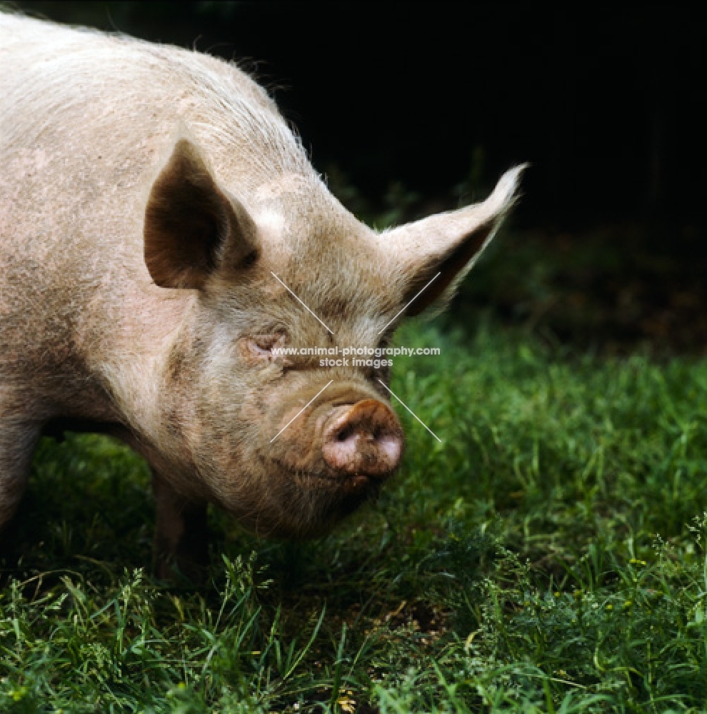 middle white pig standing on grass