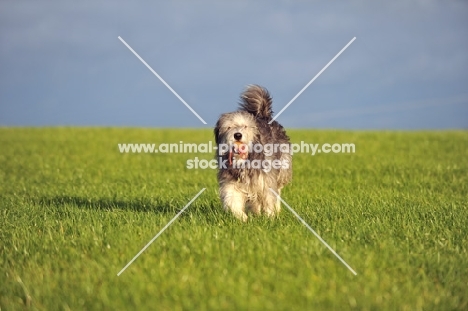 Polski Owzcarek Nizinny retrieving ball