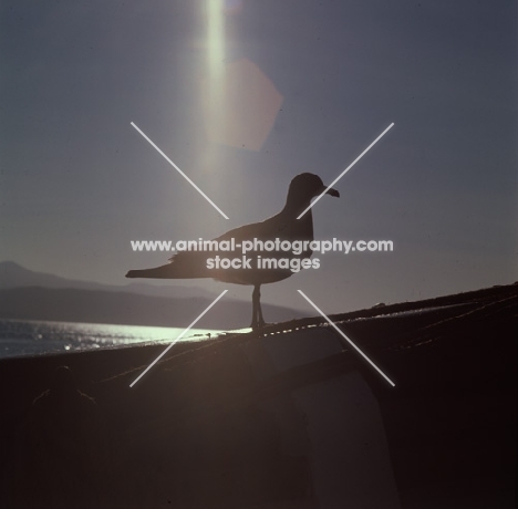 silhouette of lava gull, punta espinosa, galapagos islands