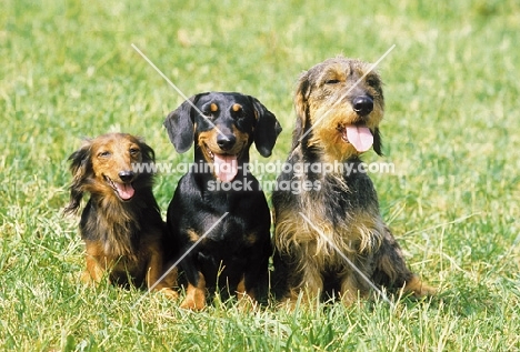 Dachshund Group in three colours, coats and sizes, Kaninchen, miniature and standard size