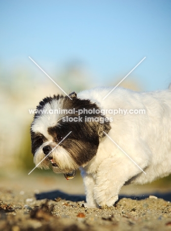 Shih Tzu looking down