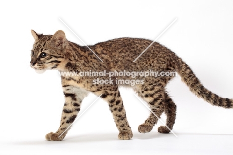 Geoffroy's cat walking in studio, Golden Spotted Tabby