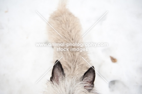 Close-up of Wheaten Cairn terrier ears and body in the snow.