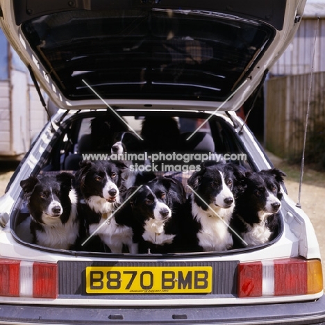 group of border collies sitting in the boot of a car