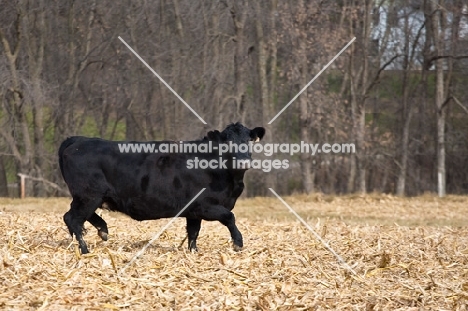 black Aberdeen Angus