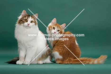 two Siberians on green background