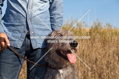 Irish Wolfhound on lead