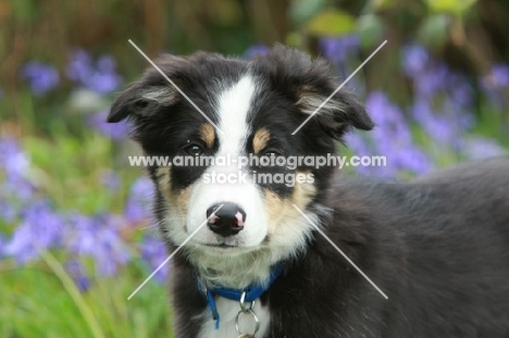 young Border Collie looking at camera