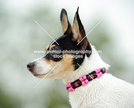 Toy Fox Terrier  profile