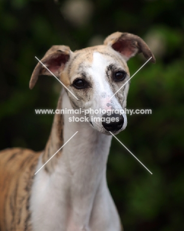 Whippet head study