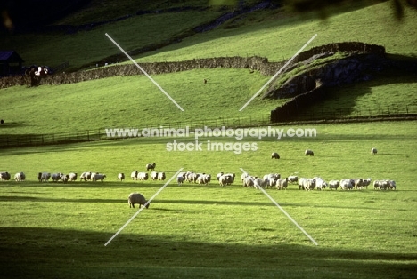 flock of sheep in the lake district