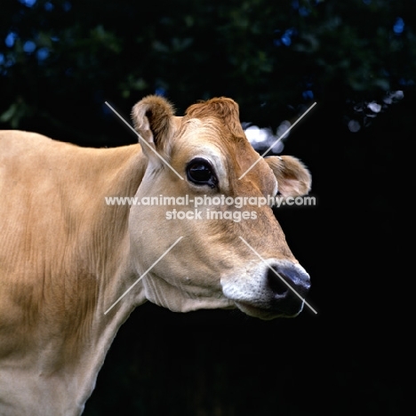 jersey cow head study