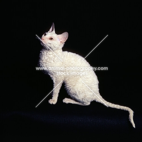 cornish rex cat looking up