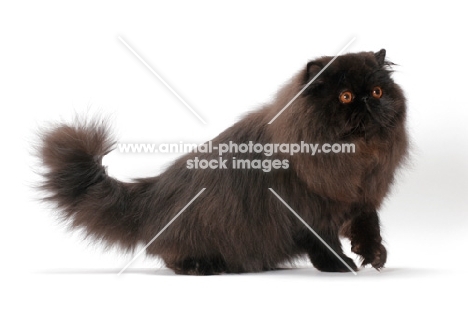 black Persian, side view