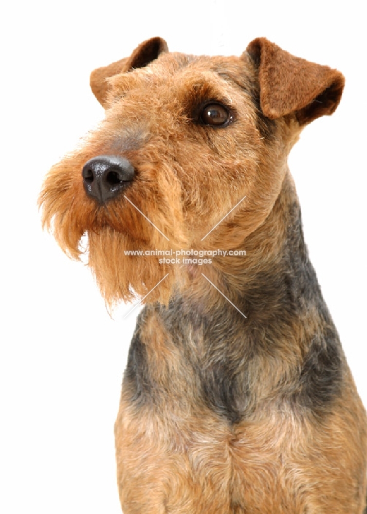 Australian Champion Welsh Terrier portrait