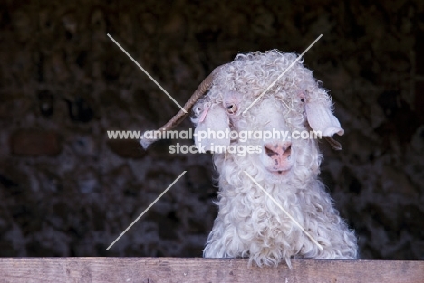 Angora goat in barn