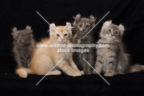 four American Curl kittens