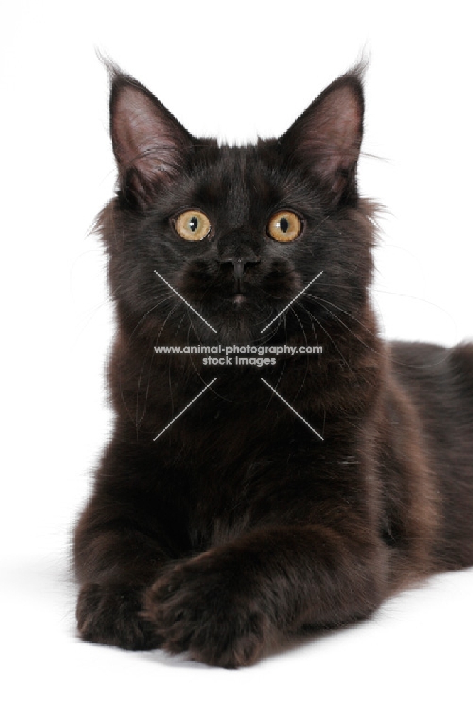 black Maine Coon