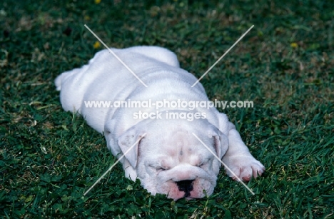 tired bulldog puppy