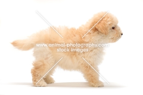 yellow Puli puppy on white background, side view