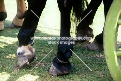 horse's hooves showing calk on shoe