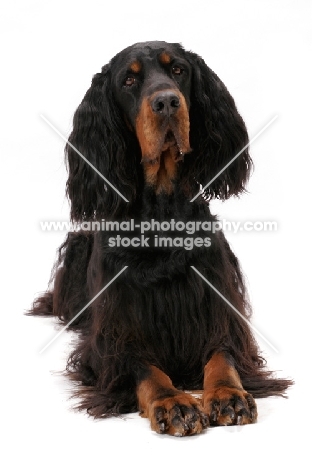 Australian Champion Gordon Setter, lying down