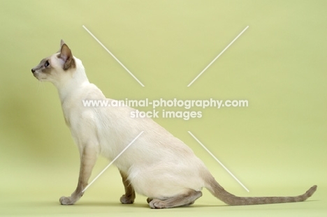 lilac point Siamese cat looking alert
