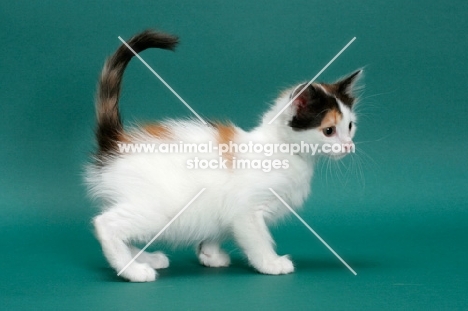 Torbie & White Turkish Van kitten
on green background