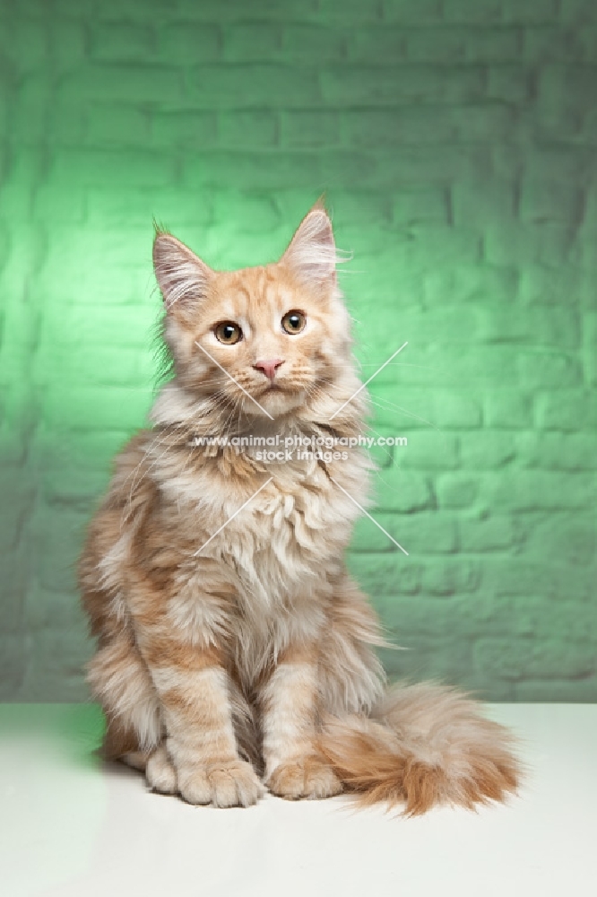 Maine Coon cat sitting in front of green wall
