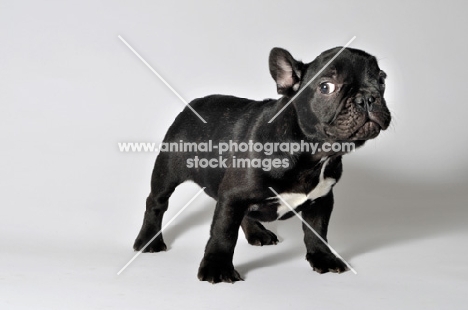 French Bulldog standing on white background