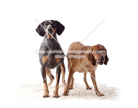 blue tick and red tick coonhounds