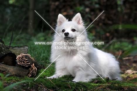 Volpino Italiano in forest