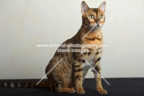 beautiful bengal cat sitting, studio shot