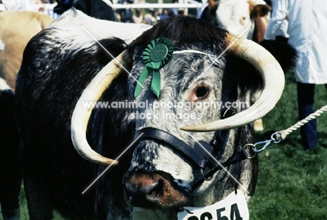 longhorn bull wearing rosette at royal show