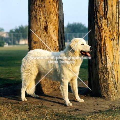 hungarian kuvasz in late sunshine