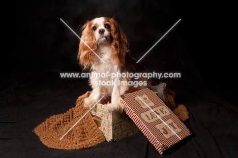 cavalier king charles spaniel on gift box