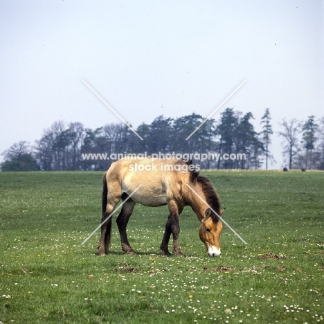 przewalski's horse at whipsnade grazing happily