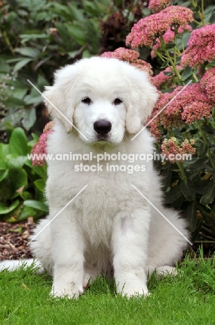 Polish Tatra Herd Dog