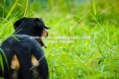 Great Swiss Mountain Dog back view