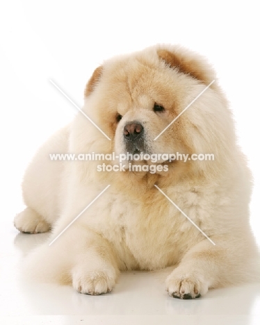 cream Chow