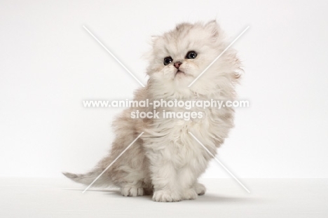 Chinchilla Silver Persian kitten