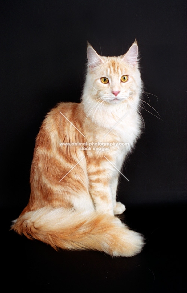 red silver tabby Maine Coon on black background