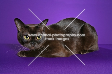 Burmese on purple background